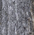 Vector illustration of a background of the bark of a Pinus nigra tree, family Pinaceae