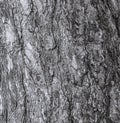 Vector illustration of a background of the bark of a Pinus nigra tree, family Pinaceae