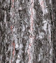 Vector illustration of a background of the bark of a Pinus nigra tree, family Pinaceae