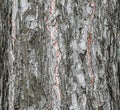 Vector illustration of a background of the bark of a Pinus nigra tree, family Pinaceae