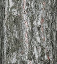 Vector illustration of a background of the bark of a Pinus nigra tree, family Pinaceae