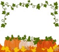 Vector illustration of a background of orange and white pumpkins Royalty Free Stock Photo