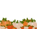 Vector illustration of a background of orange and white pumpkins Royalty Free Stock Photo
