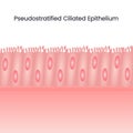 Pseudostratified Ciliated Epithelium science background vector