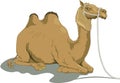 Bactrian Camel Laying Down Illustration Royalty Free Stock Photo