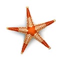 Vector illustration, badges, stickers, starfish in realistic style Royalty Free Stock Photo