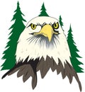 Bald Eagle Face Illustration