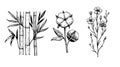 Vector illustration of bamboo, cotton and flax in engraving retro style. Isolated elements for design.