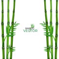 Chinese or japanese bamboo grass oriental wallpaper vector illustration. Tropical asian plant background Royalty Free Stock Photo