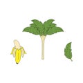 Vector illustration, banan, fruit, appetite, drawing on a white background. Sketch, stiker.