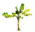 Vector illustration of a banana tree Royalty Free Stock Photo