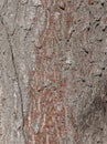 Vector illustration of the bark details Catalpa tree - Latin name - Catalpa bignonioides Royalty Free Stock Photo
