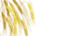 Vector illustration of barley ear on white background - ripe yellow cereal spike