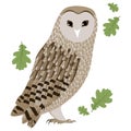 Vector Illustration of a Barn Owl Royalty Free Stock Photo