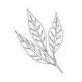 Vector illustration of bay leaf. White background Royalty Free Stock Photo