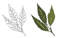 Vector illustration of bay leaf. White background Royalty Free Stock Photo