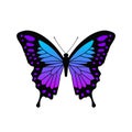 Vector illustration of beautiful and bright purple butterfly. Royalty Free Stock Photo