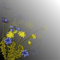 Vector illustration with beautiful field cornflowers and dandelions on a gray background. For decorating textiles, packaging and