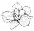 Vector Illustration of beautiful magnolia, drawing spring flower isolated on white background. Sketch hand drawn Royalty Free Stock Photo