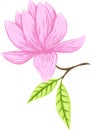Vector Illustration of beautiful magnolia, Spring flower isolated on white background Royalty Free Stock Photo