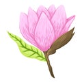 Vector Illustration of beautiful magnolia, Spring flower isolated on white background Royalty Free Stock Photo