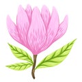 Vector Illustration of beautiful magnolia, Spring flower isolated on white background Royalty Free Stock Photo