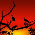 Vector illustration of beautiful sunset view with bird and tree. silhouette of three crane birds sitting on tree branch, turkey Royalty Free Stock Photo