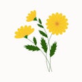Vector illustration, beautiful yellow flowers Royalty Free Stock Photo