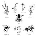 Vector set of bees and flowers
