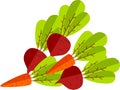 Vector Illustration Beetroot Carrot Isolated on White Background.