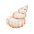 Vector Illustration of a Beige Spiral Seashell Royalty Free Stock Photo
