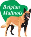 Belgian Malinois Vector Illustration Royalty Free Stock Photo