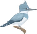 Belted Kingfisher Perched on a Branch Illustration Royalty Free Stock Photo