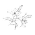 Vector illustration of big branch of a blooming lily. Black outline of petals, stems, leaves, buds, graphic drawing. For