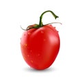 Vector illustration of big elongate ripe red fresh tomato isolated on white background