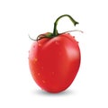Vector illustration of big elongate ripe red fresh tomato isolated