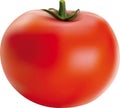 Vector illustration of big ripe red fresh tomato Royalty Free Stock Photo