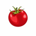 Vector illustration of big ripe red fresh tomato on white background