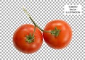 Vector illustration of big ripe red fresh tomatoes isolated on the background of the grid Royalty Free Stock Photo