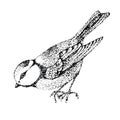 Vector illustration bird blue tit. Poultry side. graphic black and white