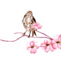 Vector illustration Bird on branch of sakura Royalty Free Stock Photo