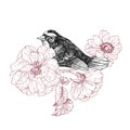 Bird hand drawn in vintage style with garden roses flowers. Spring bird sitting on blossom branches. Linear engraved art