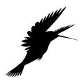 Vector illustration of birds. Black hummingbird on a white background.