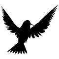 Vector illustration of birds. Black hummingbird on a white background.