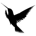 Vector illustration of birds. Black hummingbird on a white background.