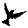 Vector illustration of birds. Black hummingbird on a white background.