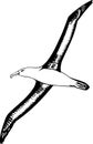 Black Browed Albatross Illustration