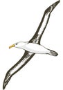 Black Browed Albatross Flying Illustration