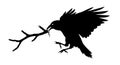 Raven Silhouette Flying with Branch Royalty Free Stock Photo