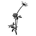 Black flowers on a white background. Vector illustration Royalty Free Stock Photo